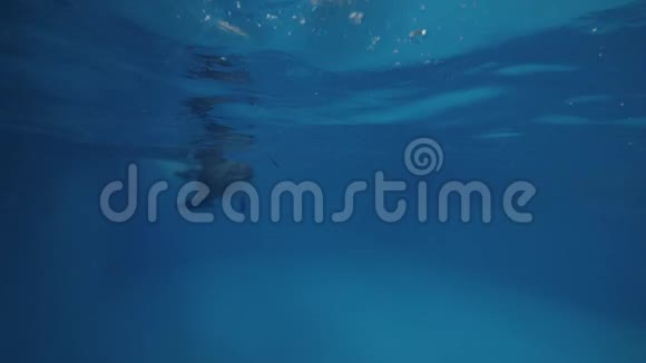 海豚带驯兽师在靠近海豚馆的游泳池水下游泳视频的预览图