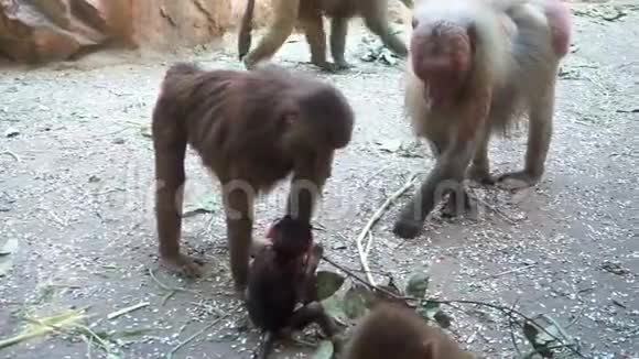 狒狒猴一家在动物园吃树枝视频的预览图