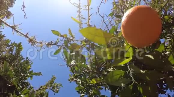 西班牙橘子园橘子树有许多水果在蓝天与阳光花园中的有机水果视频的预览图