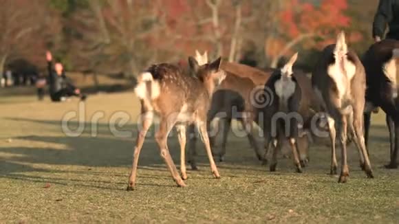 日本奈良游客在秋日日落时喂鹿视频的预览图