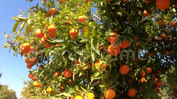 西班牙橘子园橘子树有许多水果在蓝天与阳光花园中的有机水果视频的预览图
