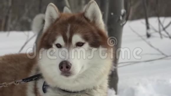 冬季运动比赛前哈士奇犬种的肖像雪橇狗比赛视频的预览图