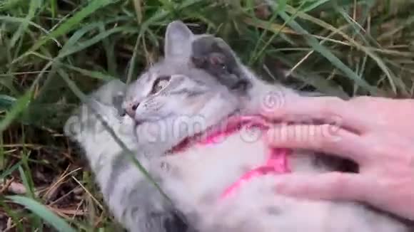 小猫在草地上靠近视频的预览图