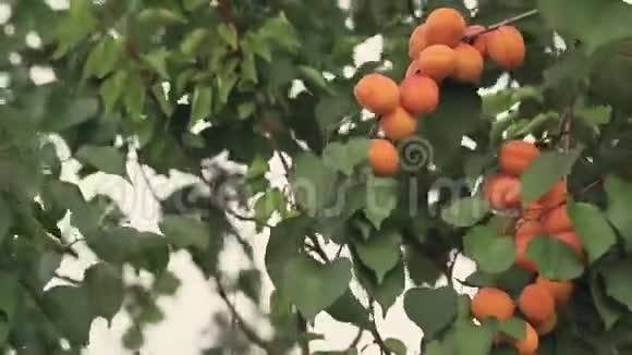 汁水美丽令人惊叹的杏子果实在树枝上阳光明媚的夏天和微风一起度过美好的一天浅埋的场地视频的预览图