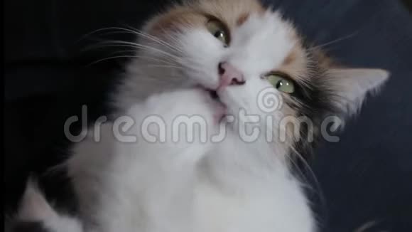 可爱的西伯利亚猫在喂食后舔爪子视频的预览图