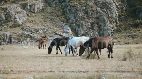 会走路的马这匹马在阿尔泰山的背景下慢慢地移动视频的预览图