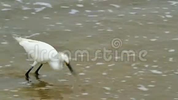 白鹭白鹭沙滩上的小白鹭视频的预览图