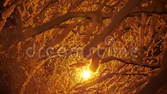 在下雪的时候路灯透过树枝发出的光视频的预览图