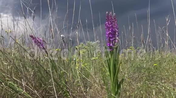 兰花的吉祥物早紫色的兰花开花植物从草原的景观公园视频的预览图