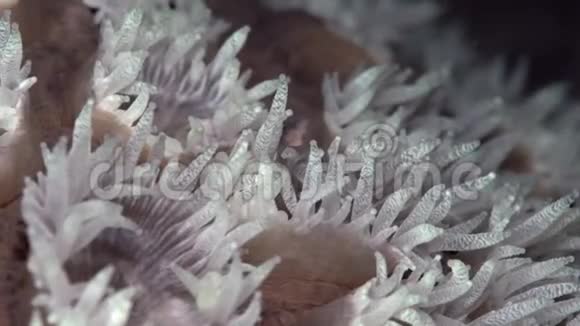 红海珊瑚中的动物视频的预览图