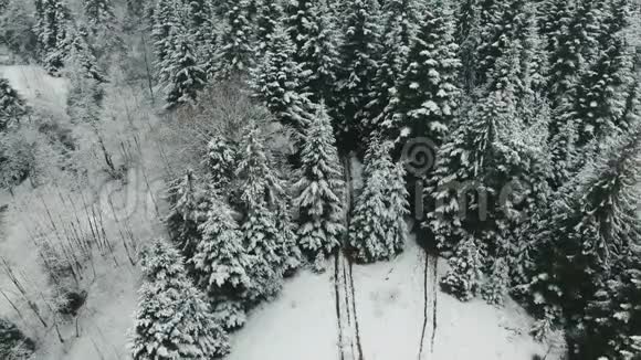 空中射击一个背着背包在山中央的森林里跑来跑去的人冬天的时候观看视频的预览图