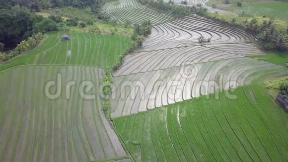 美丽的景色平静的热带绿田与水的稻田水稻检查在午后的阳光下视频的预览图