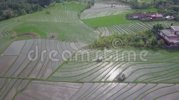 俯瞰丛林中央的绿色稻田美丽的稻田景色视频的预览图