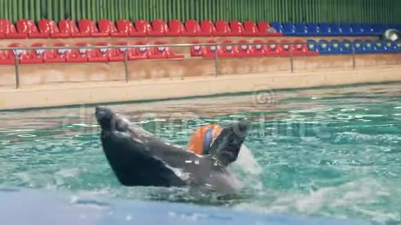 海豚馆游泳池训练时海豚手拿带鳍的球视频的预览图