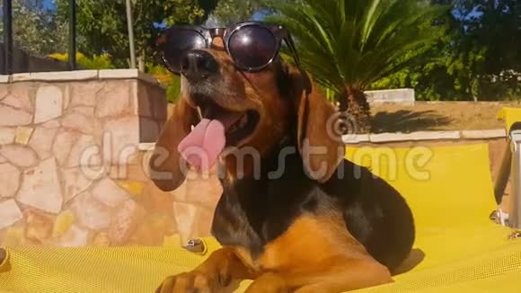 有趣的时刻一只长耳朵戴着太阳镜的狗坐在一张夏椅上视频的预览图