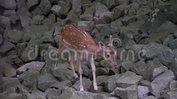 山林中可爱的母鹿视频的预览图