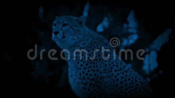夜晚丛林中的猎豹视频的预览图