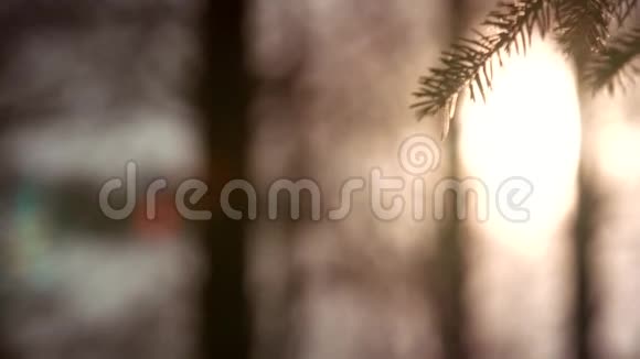 日落全景的神奇森林场景与发挥太阳通过松枝电影自然背景视频的预览图