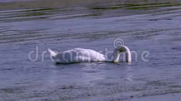 一只大白鸟野生天鹅在湖里游泳天鹅把头伸进水里把水中的藻类从水里带走然后吃掉它们视频的预览图