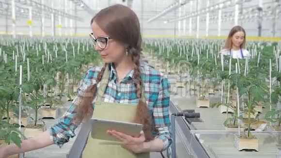 年轻的农民在温室里查看西红柿的收成美女手里拿着药片视频的预览图