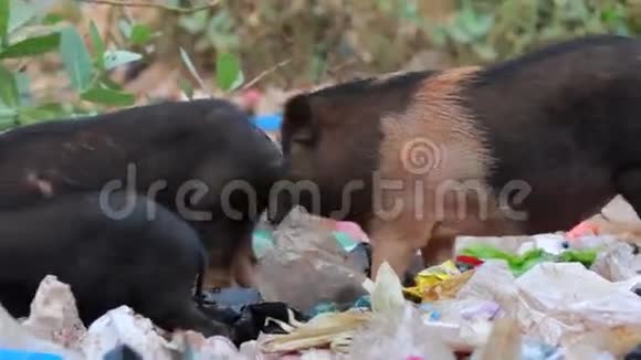 猪在垃圾里喂食视频的预览图