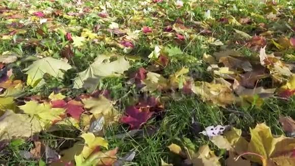 在阳光明媚的秋日相机沿着黄红相间的枫叶在绿草上移动视频的预览图