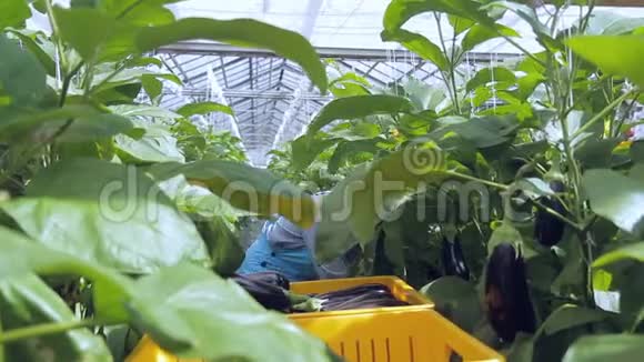 青年妇女在农业生产温室收获茄子视频的预览图
