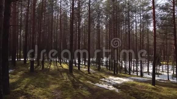 冬天的森林春天的雪融化苔藓上的雪视频的预览图