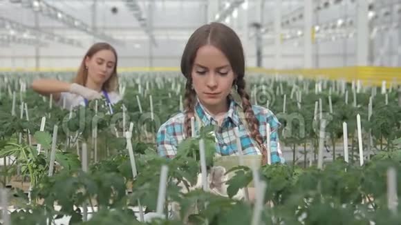 两个女人把灌木丛中的番茄绑在室内温室里它们轻轻地结合在一起视频的预览图