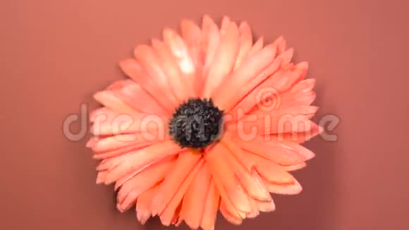美丽的红色雏菊花在旋转的棕色背景上快速旋转视频的预览图