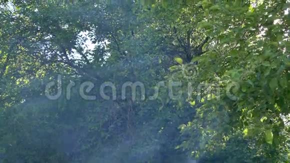 穿过烟雾和高温的树木视频的预览图