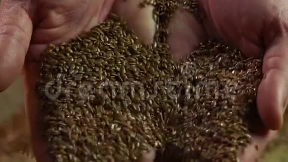 买方的手仔细检查亚麻籽的质量农业农业视频的预览图