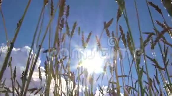 一片田野上的麦子视频的预览图