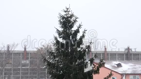 大雪中的松树视频的预览图