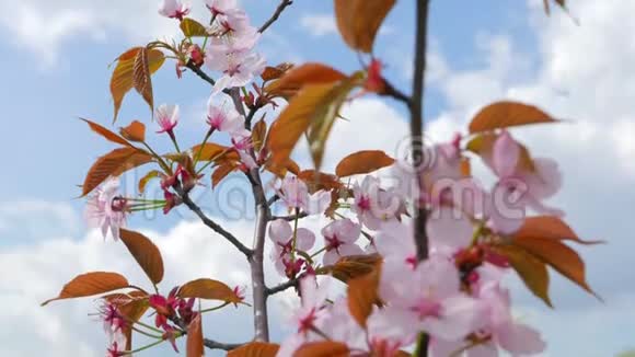 日本樱花的粉红色花朵视频的预览图