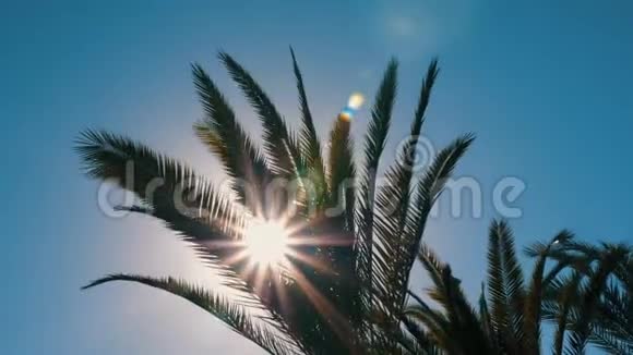 明亮的阳光透过绿色的枝叶穿过棕榈树视频的预览图