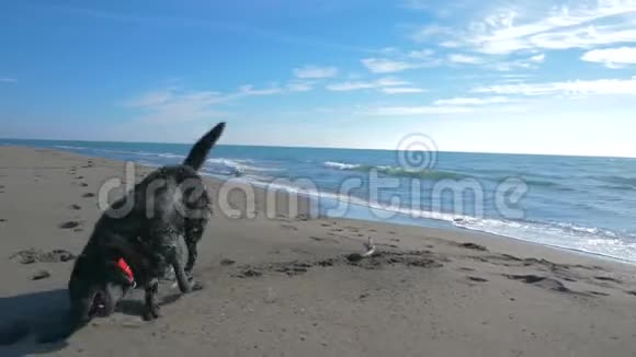 躺在沙滩上沙滩上的黑狗靠近海岸线视频的预览图