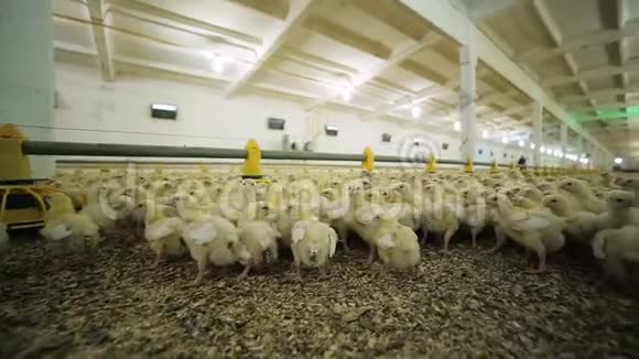 可爱的小鸡聚集在农场的孵化器里视频的预览图