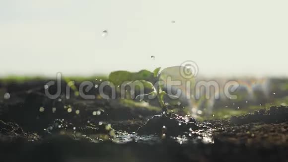 农业生态农业世界土壤日的概念水滴落在一种有绿色花瓣的植物上视频的预览图