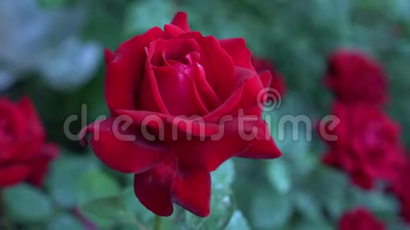 在乡村花园里大灌木丛盛开着红玫瑰绿色模糊的自然背景夏季视频的预览图