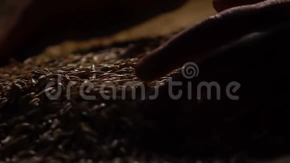 男农亲手采摘燕麦粮食享受优质产品生态食品视频的预览图