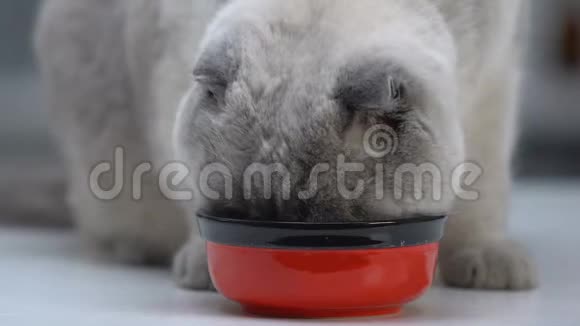 多吃苏格兰碗健康的有机猫粮宠物健康视频的预览图