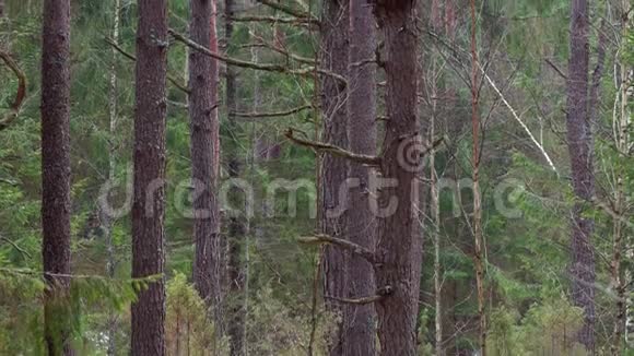 春天的松林相机倾斜到丑陋的病树视频的预览图