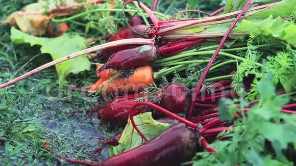 在大雨和微风中五颜六色的新鲜蔬菜胡萝卜和甜菜在绿草上浅埋的场地视频的预览图
