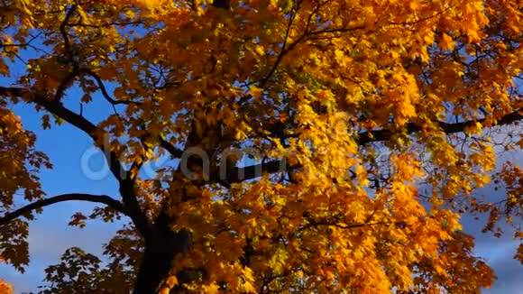 秋天的枫树皇冠视频的预览图
