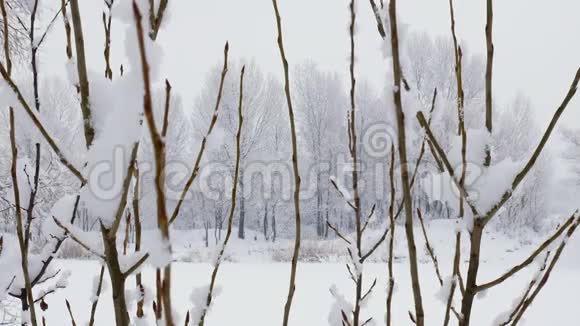 冬季圣诞节的背景下雪落在树枝上美丽的自然景观视频的预览图