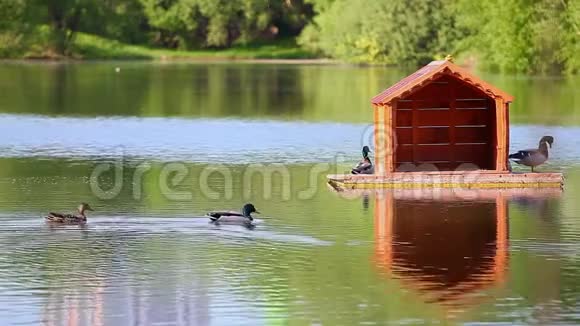 鸭子木制家居湖夏天视频的预览图