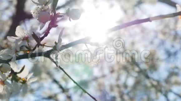 樱花树花的特写镜头视频的预览图