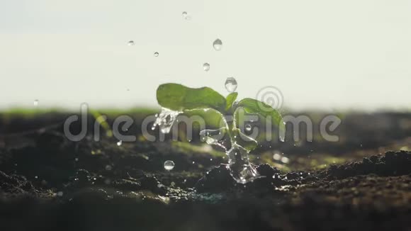 农业生态农业世界土壤日的概念水滴落在一种有绿色花瓣的植物上视频的预览图