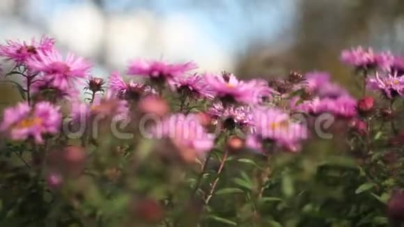 绿色背景上美丽的粉红色菊花视频的预览图